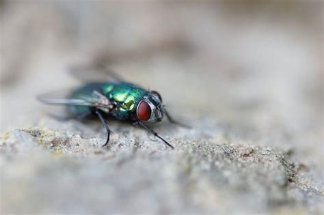 green metallic flies in house|how to kill green flies.